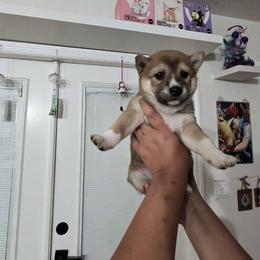 Girl 1 - Red female Shiba Inu puppy in Lehigh Acres, Florida from SWFL Happy Dogs