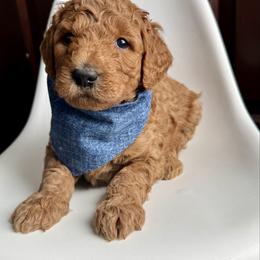 Dark Blue - Red  male Goldendoodle puppy in Lebanon, Pennsylvania from Homespundoodles