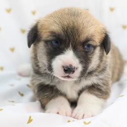 Ivy - Red female Pembroke Welsh Corgi puppy in Plains, Montana from Diamond Corgis