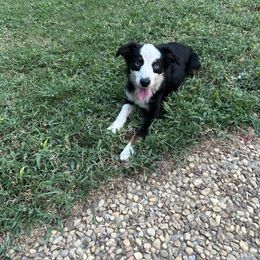 Jojo - Black & white female Miniature Australian Shepherd puppy in Hokes Bluff, Alabama from Alegria Toy Aussies
