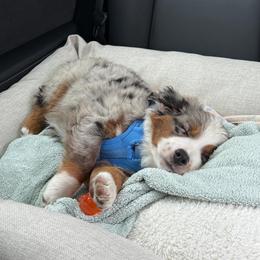 Miniature Australian Shepherd and Toy Australian Shepherd Puppies from Son Shine Farm