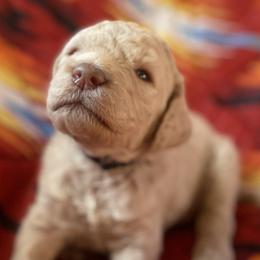 Otis - Caramel cream male Labradoodle puppy in Toledo, Washington from Bigfoot Doodles