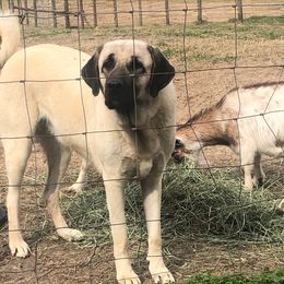 Rori - Anatolian Shepherd Dog