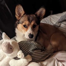 Miso - Pembroke Welsh Corgi