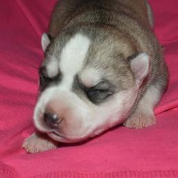 Girl 1 - Gray and white female Siberian Husky puppy in Northview, Michigan from Xk siberians