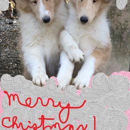Collie Puppies from Hi-Crest Collies