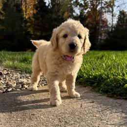 Light Purple - Female - Cream female Goldendoodle puppy in Kent City, Michigan from Hannah Mae Doodles