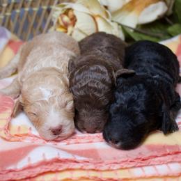 Male 3 - Black tri-color male Aussiedoodle puppy in Belgreen, Alabama from Scott’s Farm Poodles and Doodles