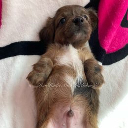 Blaze - Dapple male Dachshund puppy in West Alexandria, Ohio from Low Ryder Mini Dachshunds