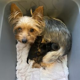 Cane Corso and Yorkshire Terrier Puppies from Alldae Guardians