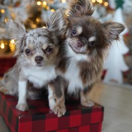 Didi - Merle female Chihuahua puppy in Miami, Florida from Natalias Tiny Chihuahuas