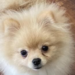 Stella - Pomeranian