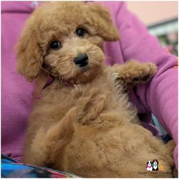 Hadley - Mini Goldendoodle - OFA-Genetics-2 Yr Warranty. - Apricot female Goldendoodle puppy in Jeddo, Michigan from Apple Creek Doodles