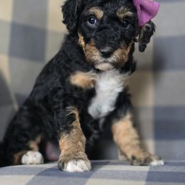 Betsy - Tri-color female Bernedoodle puppy in Galt, Missouri from Only Doodles!