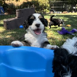 Bernedoodle Puppies from California Mountain Doodles