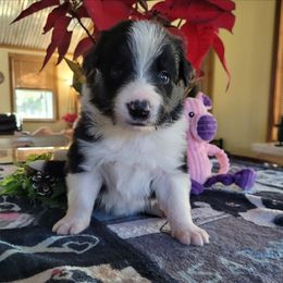 Cliff - Black and white male Border Collie puppy in Morgan, Texas from Shooting Star Ranch