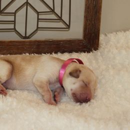 Girl 3 - Labrador Retriever puppy in Elk River, Minnesota from Stueber Labradors