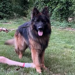 Charlie - German Shepherd