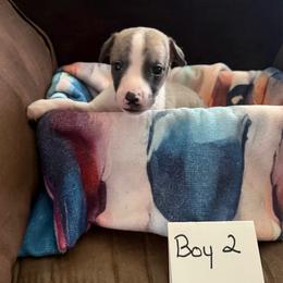 Boy 2 - Fawn brindle male Whippet puppy in Williamsport, Pennsylvania from Willowisp Whippets