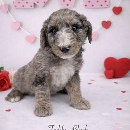 Teddy - Merle male Sheepadoodle puppy in Thornville, Ohio from Four Front Doodles & Friends