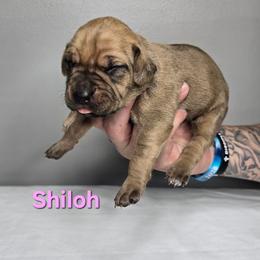 Shiloh - Fawn female Cane Corso puppy in Elkhart, Indiana from Martins Almighty Cane Corsos