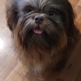 Axl - Shih Tzu