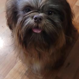 Axl - Shih Tzu