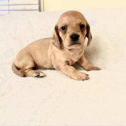 Angelo - Cream male Dachshund puppy in Saint Paul, Minnesota from Vibrant Eyes Doxies