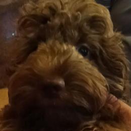 Cocoa - Merle female Cavapoo puppy in East Providence, Rhode Island from Marta's Cavaliers