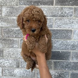 Julieta - Red  female Goldendoodle puppy in Katy, Texas from Sweet T Doodles