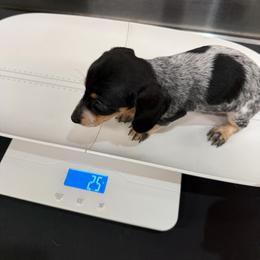 Karma - Piebald female Dachshund puppy in Irving, Texas from DFW Dachshunds by G & S