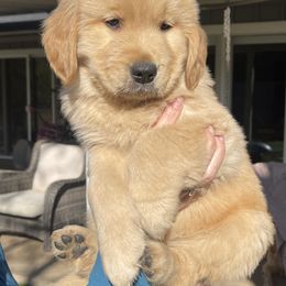 Goldendoodle and Golden Retriever Puppies from Valley of the Sun Breeders