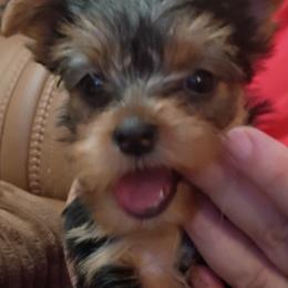 Gina - Black and tan female Yorkshire Terrier puppy in Potomac, Maryland from Fabiana's Yorkshire Terriers