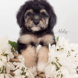 Bernedoodle and Aussiedoodle Puppies from Lillybee