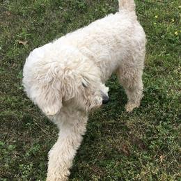 Iris - Goldendoodle