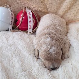 Dino - Cream male Goldendoodle puppy in Casa Grande, Arizona from Curls and Camo Pups
