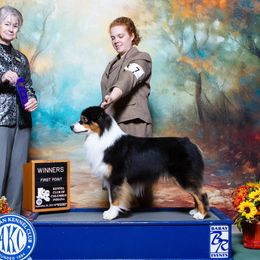 Mason - Australian Shepherd