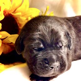 Blue aka Beau - Black male Cane Corso puppy in Hillsborough, New Jersey from Central Jersey K9