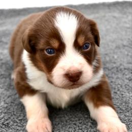 Gwyneth - Red tri-color female Miniature American Shepherd puppy in Damascus, Oregon from Rebel Soul Minis