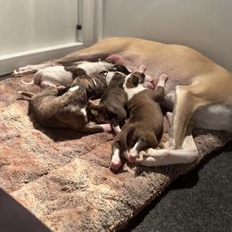 Whippet Puppies from Longlesson kennels