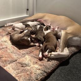 Whippet Puppies from Longlesson kennels