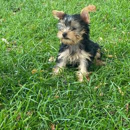 Lola Girl 1 - Black and tan female Yorkshire Terrier puppy in Albuquerque, New Mexico from Teddys Yorkies