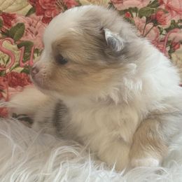 Eve - Chocolate merle Pomeranian puppy in Palatka, Florida from Sugarland Pomeranians