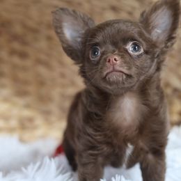Reba - Chocolate and white female Chihuahua puppy in Hardin, Texas from Katrinas puppies