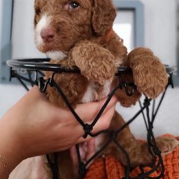 Goldendoodle and Sheepadoodle Puppies from IE Family Doodles