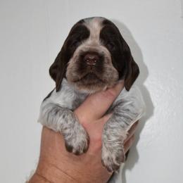 Parton - Liver white and roan male English Springer Spaniel puppy in Chapmansboro, Tennessee from Balthrop Bend Farms