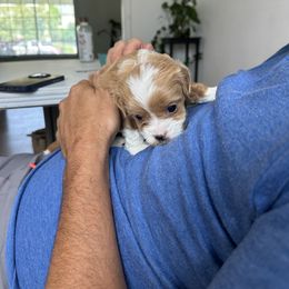 Cavapoo Puppies from The Cavapoo Club