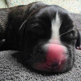 Heath - Brindle male Great Dane puppy in Albany, Oregon from Red Cloud Australian Shepherds and DeGray Great Danes & Bulldogs