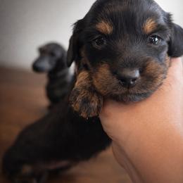 CKC Persia - Black and tan female Dachshund puppy in White Cloud, Michigan from West Michigan Dachshund