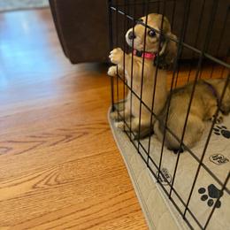 Mercedes - Cream female Dachshund puppy in Rochester Hills, Michigan from Holiday Dachshunds